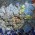 eine Mauer mit einem Mosaik_04